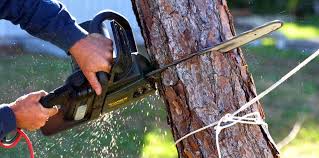 Best Leaf Removal  in Rockwell City, IA