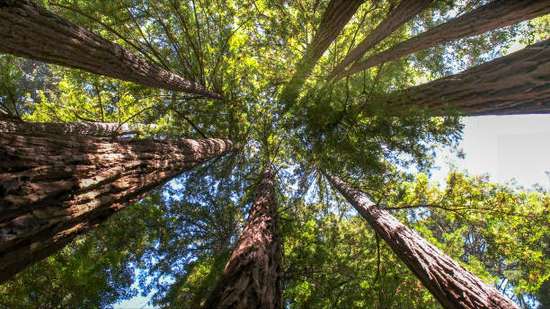 Best Tree Maintenance Programs  in Rockwell City, IA