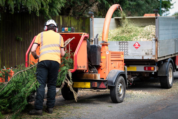 Best Root Management and Removal  in Rockwell City, IA