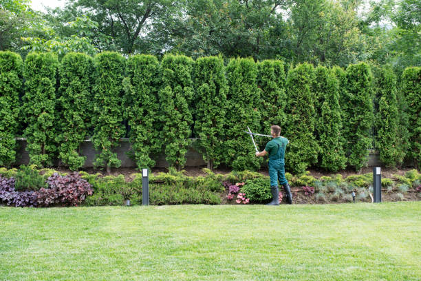 Best Lawn Renovation and Restoration  in Rockwell City, IA