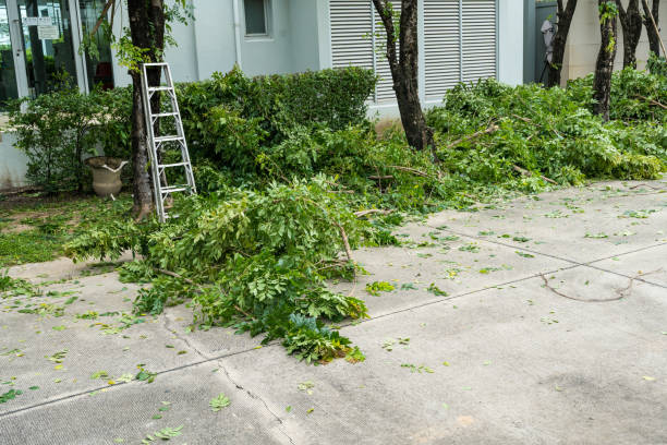 Best Tree and Shrub Care  in Rockwell City, IA