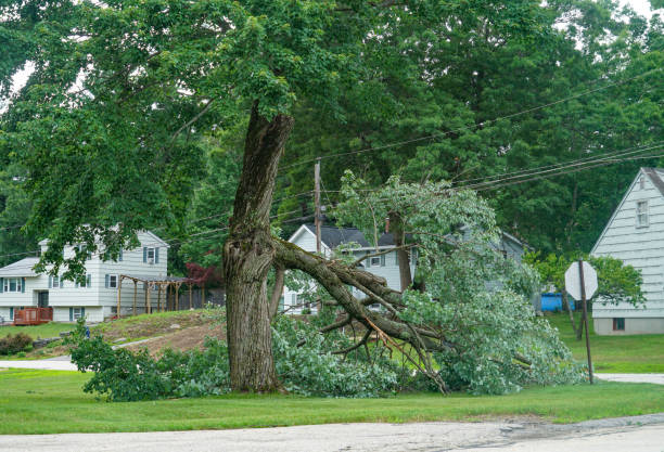 How Our Tree Care Process Works  in  Rockwell City, IA