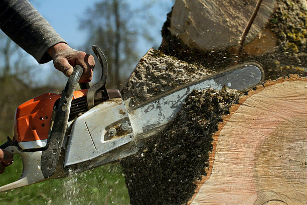 Lawn Maintenance Plans in Rockwell City, IA